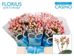 Vollsortiment - Hypericum, Johanneskraut, rosa